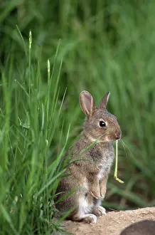 European Rabbit (Oryctolagus cuniculus)