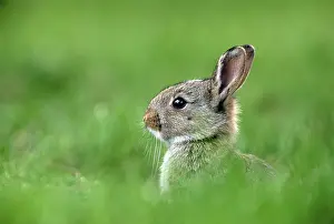 European Rabbit (Oryctolagus cuniculus)