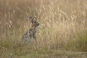 European rabbit (Oryctolagus cuniculus) adult wild mammal feeding in long grass in summer