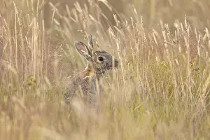 European rabbit (Oryctolagus cuniculus) adult wild mammal feeding in long grass in summer
