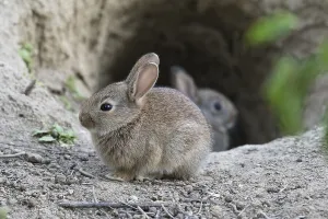 European rabbit (Oryctolagus cuniculus) hopping from Bau