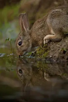 European rabbit (Oryctolagus cuniculus) Rhineland-Palatinate
