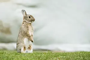 European rabbit (Oryctolagus cuniculus) standing on its hindlegs