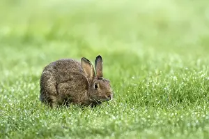European rabbit (Oryctolagus cuniculus) in wet meadow