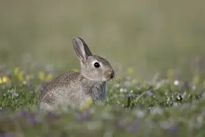 European Rabbit (Oryctolagus cuniculus) young