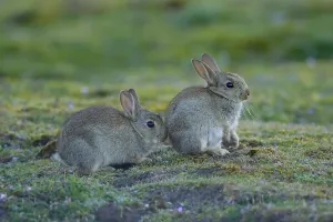 European rabbits (Oryctolagus cuniculus)
