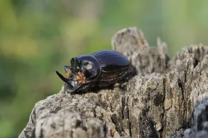 European Rhinoceros Beetle (Oryctes nasicornis) infested by parasites