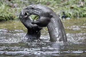 European River Otter (Lutra lutra)