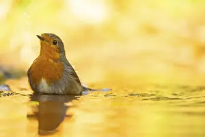 A European Robin, characterized by its vibrant orange breast