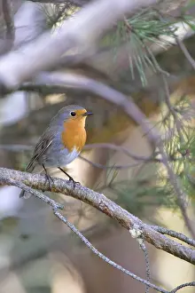 European Robin courtship display. Robin mating