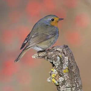 European robin (Erithacus rubecula)