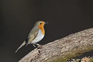 European robin (Erithacus rubecula)
