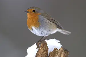 European robin (Erithacus rubecula)