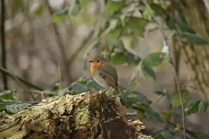 European robin (Erithacus rubecula)