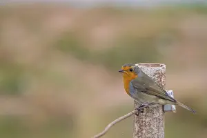 European robin (Erithacus rubecula)