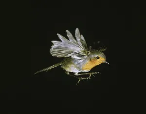 European Robin (erithacus rubecula)