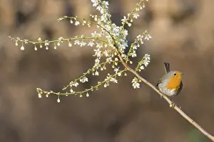 European robin (Erithacus rubecula)