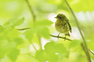 European robin (Erithacus rubecula)