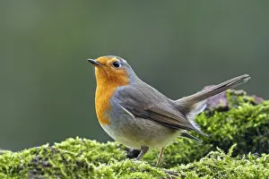 European robin (Erithacus rubecula)