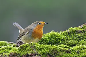 European robin (Erithacus rubecula)