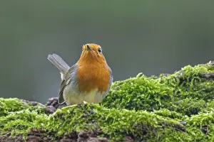 European robin (Erithacus rubecula)