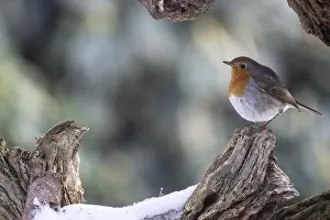 European robin (Erithacus rubecula)