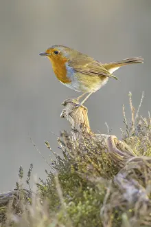 European Robin (Erithacus rubecula) adult