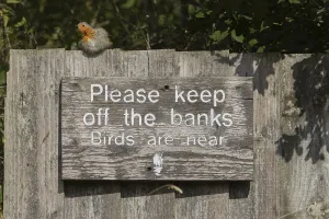 European robin (Erithacus rubecula) adult bird on a sign at a wildlife trust site