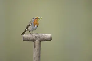 European robin (Erithacus rubecula) adult garden bird on a fork handle with nest material in its beak