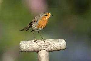 European Robin (Erithacus rubecula) adult garden bird on a fork handle in spring