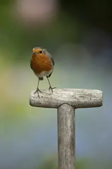 European Robin (Erithacus rubecula) adult garden bird on a fork handle in spring