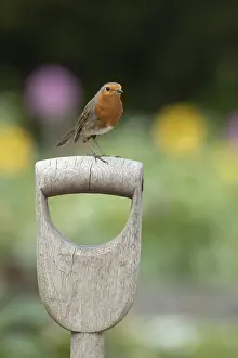 European robin (Erithacus rubecula) adult garden bird on a fork handle in spring