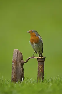 European robin (Erithacus rubecula) adult garden bird on a metal iron on a grass lawn in spring