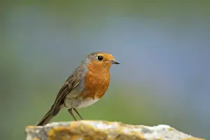 European robin (Erithacus rubecula) adult garden bird on a rock