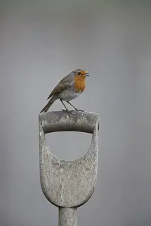 European robin (Erithacus rubecula) adult garden bird singing on a fork handle in spring