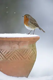 European robin (Erithacus rubecula) adult garden bird on a snow covered plant pot in winter