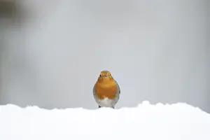 European robin (Erithacus rubecula) adult garden bird on snow in winter