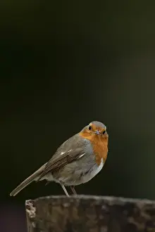 European robin (Erithacus rubecula) adult garden bird on a tree stump