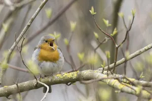 European robin (Erithacus rubecula) on branch