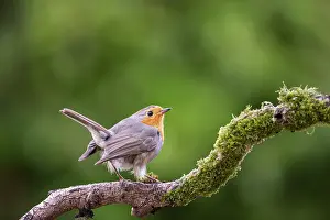 European robin (Erithacus rubecula) on branch