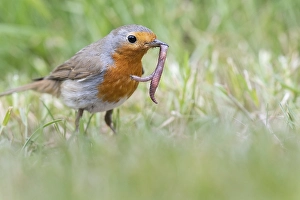 European robin (Erithacus rubecula) catches earthworm on lawn, garden, Bird of the Year 2021, Lower Saxony, Germany, Europe