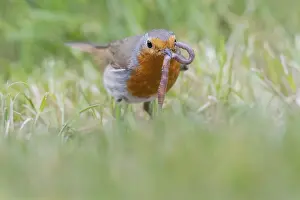 European robin (Erithacus rubecula) catches earthworm on lawn