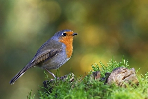 European robin (Erithacus rubecula) Schleswig-Holstein