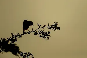 European robin (Erithacus rubecula) silhouette of an adult bird stretching on a tree branch at sunset