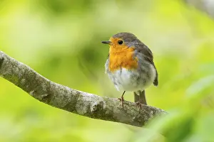 European robin (Erithacus rubecula) sitting on a branch