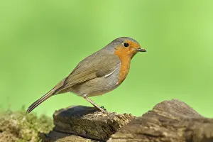 European robin (Erithacus rubecula) sitting on a root