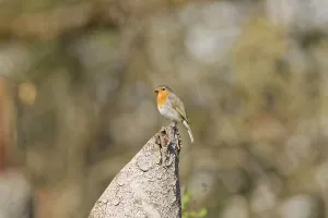 European robin (Erithacus rubecula) sitting on tree stump in natural woodland habitat