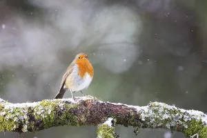 European Robin Erithacus rubecula on a snowy branch in Aberfeldy