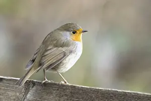 European robin (Erithacus rubecula) standing on wooden fence