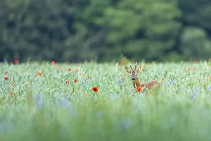 European roe deer (Capreolus capreolus)